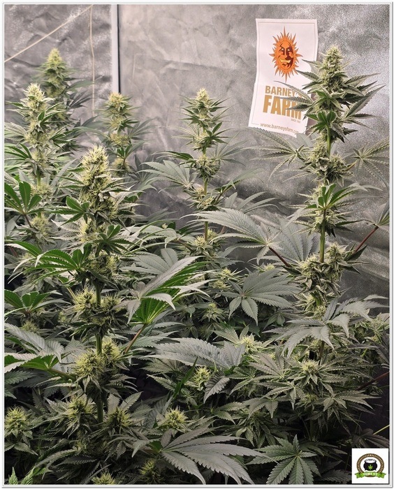 cultivotoni13 3 dias de floración-1 cultivotoni13 3 dias de floración-1