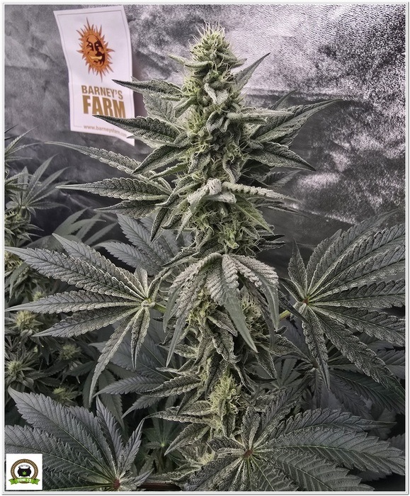 jelly cake 36 dias de floración jelly cake 36 dias de floración