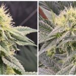 10-Barney´s Farm: El jardín de la fruta.