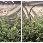 9-Barney´s Farm: El jardín de la fruta.